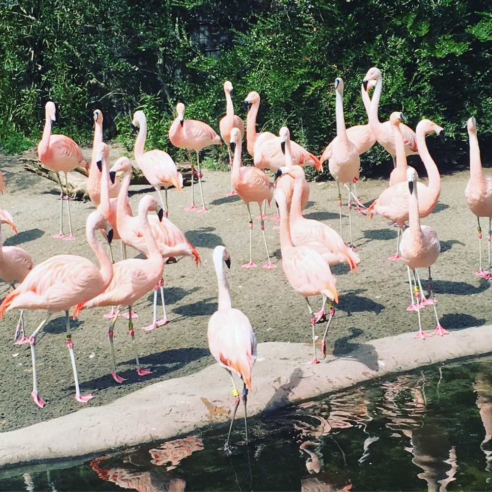 Meet your Posher, Ellie